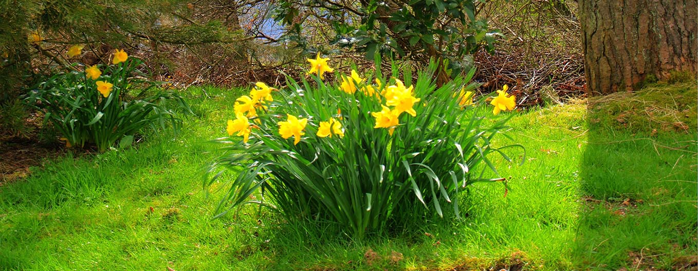 Dafodills