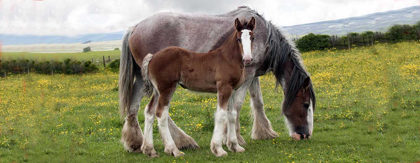 Clydesdale Mare And Foal At Ainville Farm Kirknewton