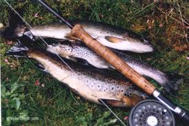 Rainbow Trout Fishing