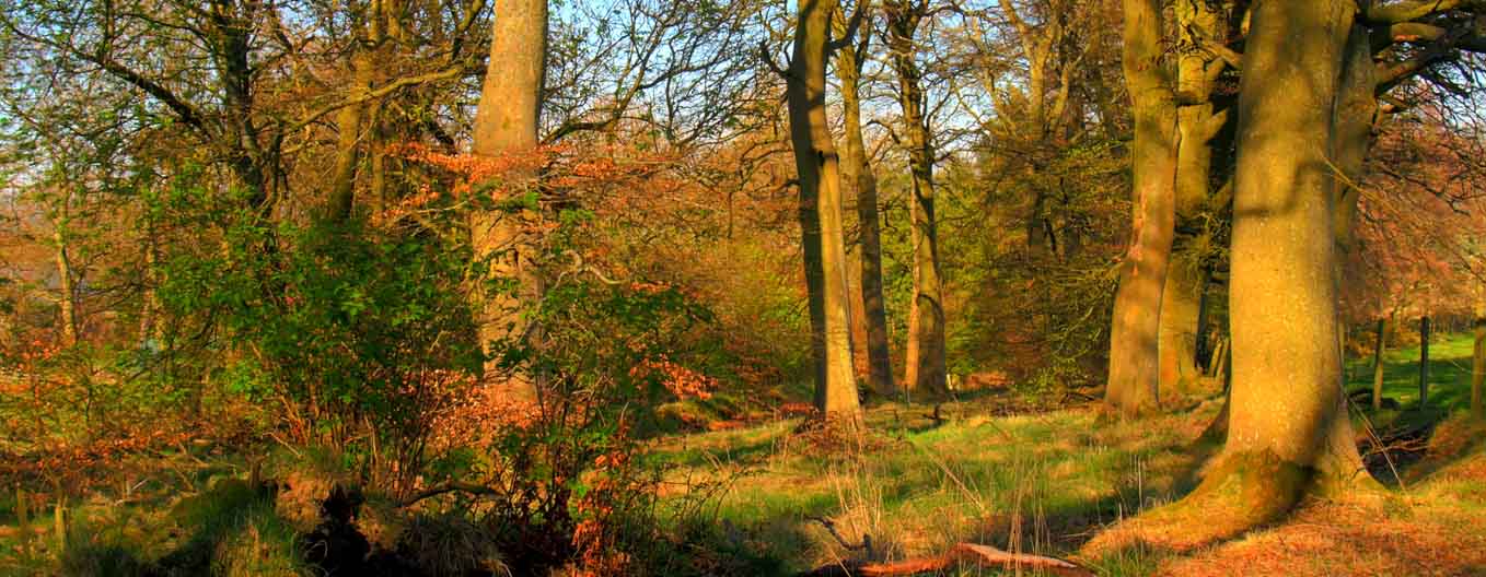 Beech Trees