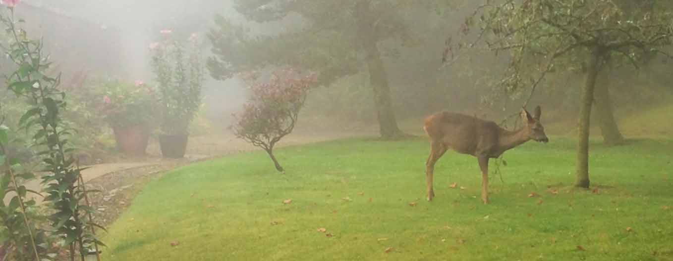 Roe Deer